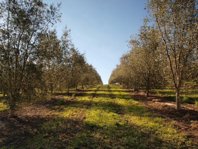 Lot 60&61 Bird In Hand Road, Woodside SA 5244