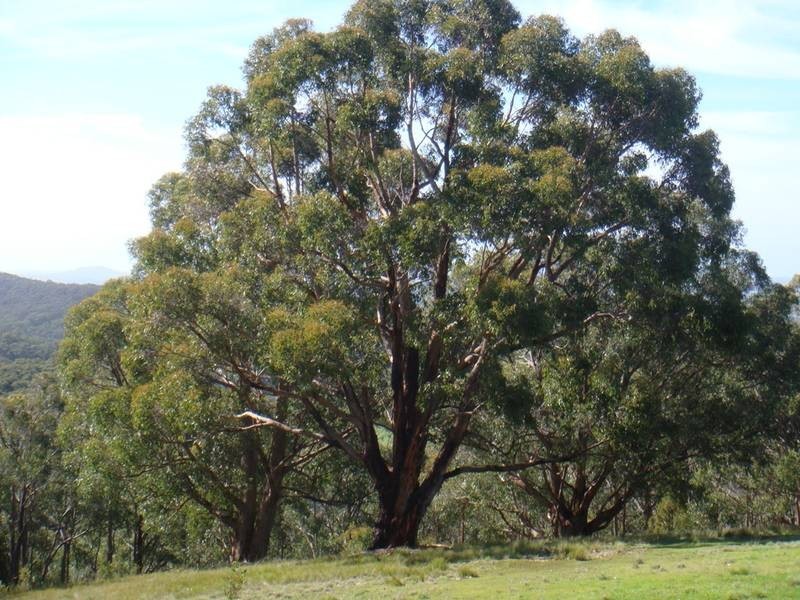 Lot 25 Greenhill Road, Carey Gully SA 5144