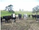 . Gladigau Road, Harrogate SA 5244
