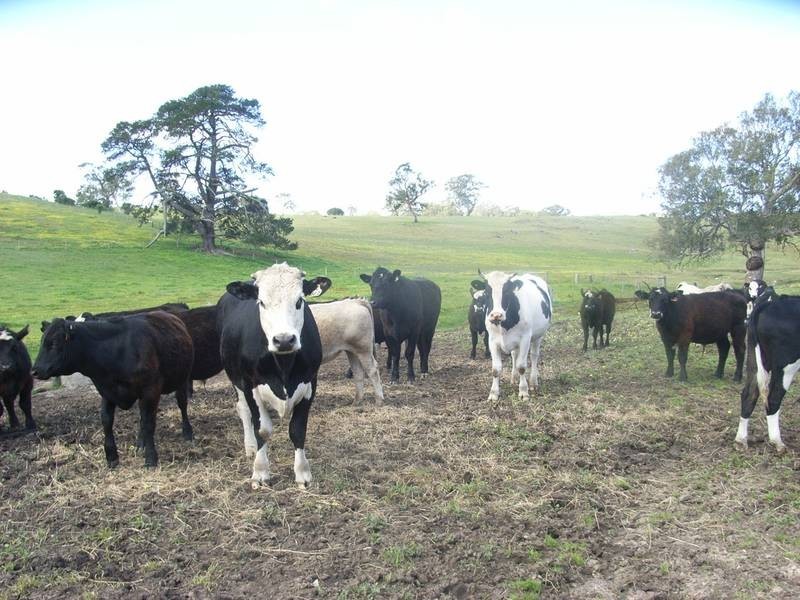 . Gladigau Road, Harrogate SA 5244