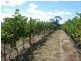 Lot 60 Bird In Hand Road, Woodside SA 5244