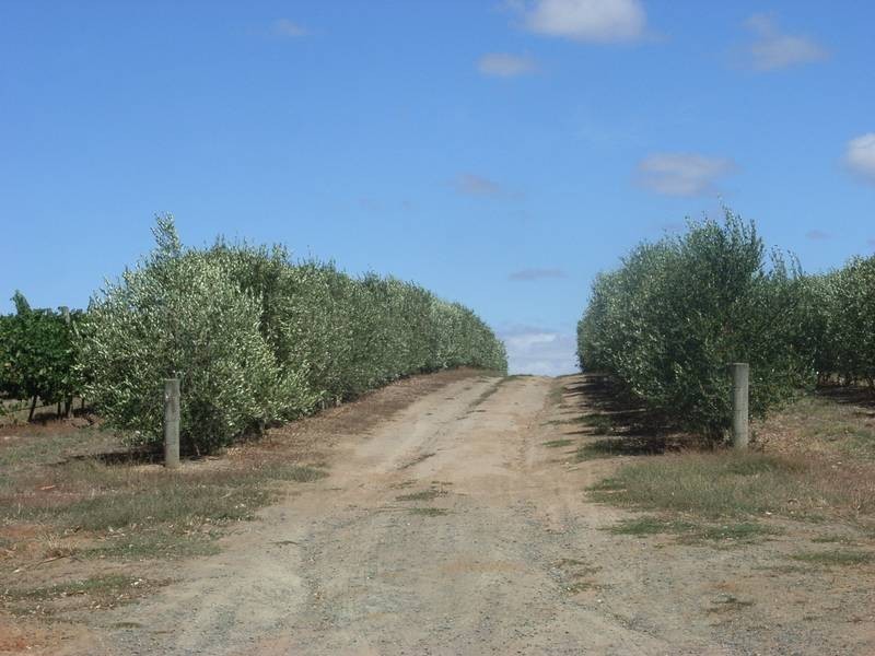 Lot 60 Bird In Hand Road, Woodside SA 5244