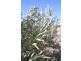 Lot 21 Old Princes Highway, Monarto SA 5254