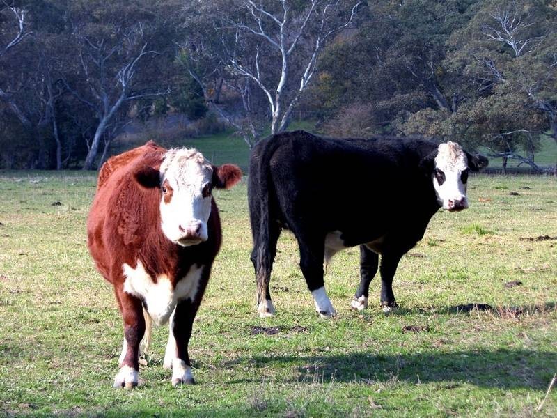 Lot 10 Cobbledick Road, Echunga SA 5153