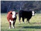 Lot 10 Cobbledick Road, Echunga SA 5153