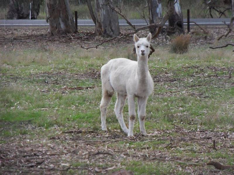 Lot 94 Meadows-Goolwa Road, Ashbourne SA 5157
