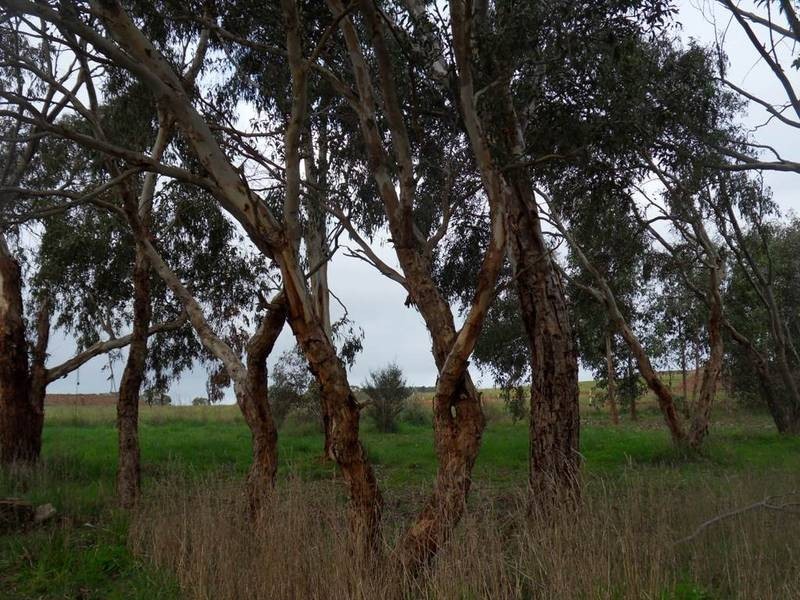 15 Herriot Court, Mount Barker SA 5251