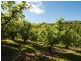Lot 1 Stentiford Road, Forest Range SA 5139