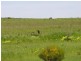 Lot 22 & 23,  Princes Highway, Callington SA 5254