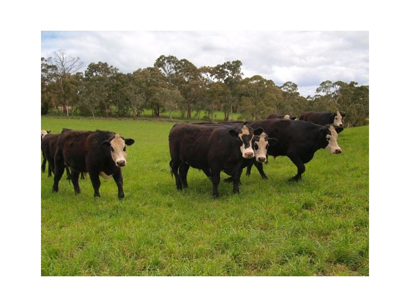 . Jacksons Hill Road, Gumeracha SA 5233