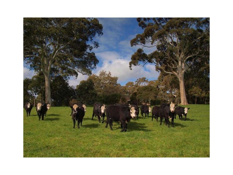 . Jacksons Hill Road, Gumeracha SA 5233