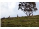 . Wirilda Road, Harrogate SA 5244