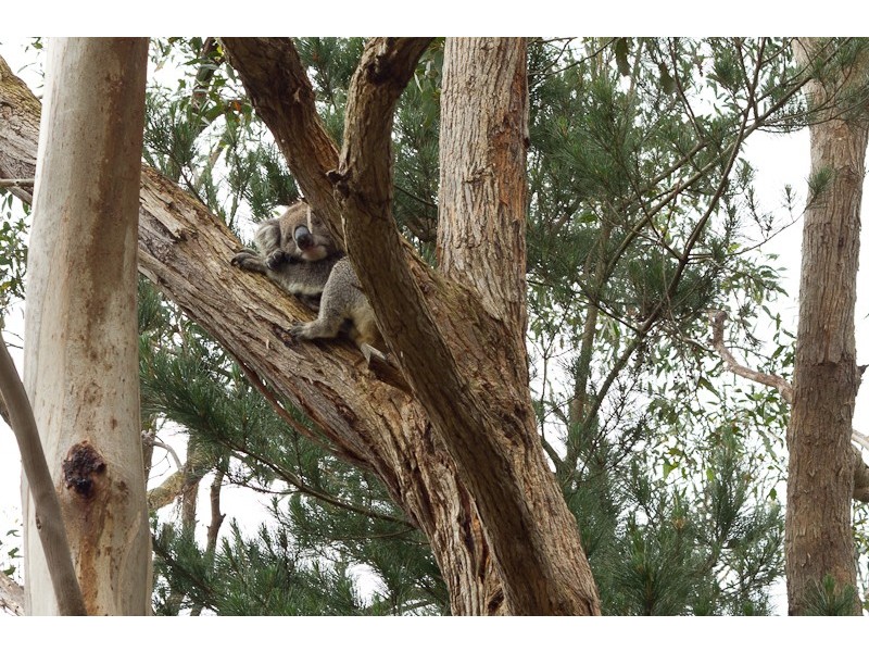 Lot 32, . Woolcock Road, Longwood SA 5153