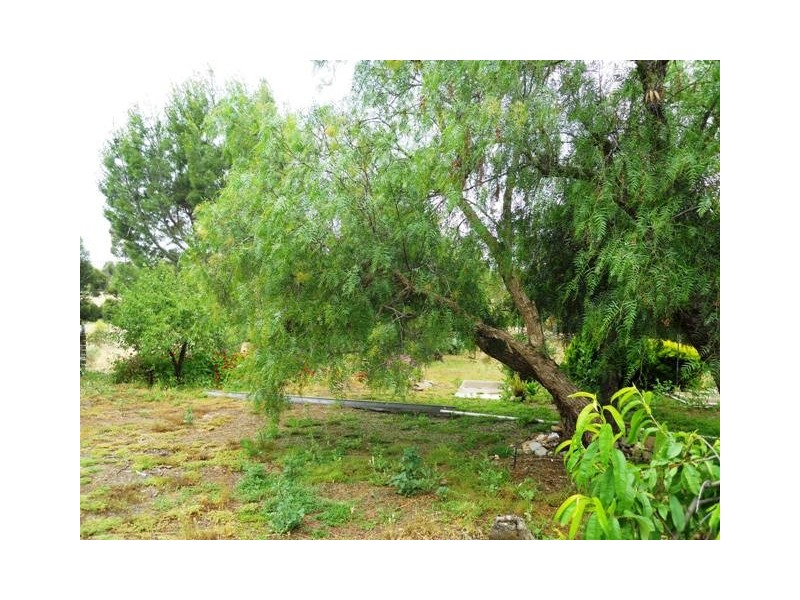 47 Murray Street, Callington SA 5254