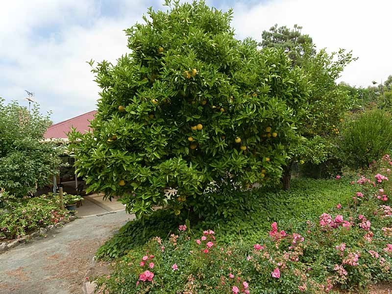 Lot 13 Blakiston Road, Littlehampton SA 5250