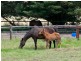 Lot 2 Aldgate-Strathalbyn Road, Flaxley SA 5153