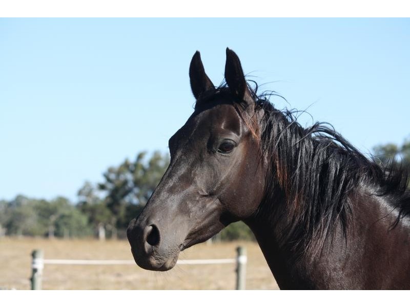 Lot 209 Harper Road, Meadows SA 5201