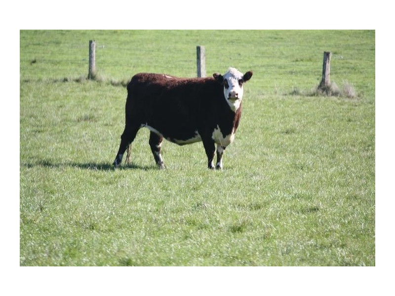 Lot 209 Harper Road, Meadows SA 5201