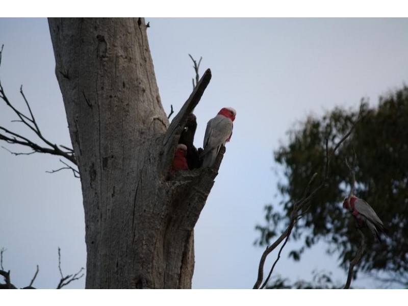 Lot 209 Harper Road, Meadows SA 5201