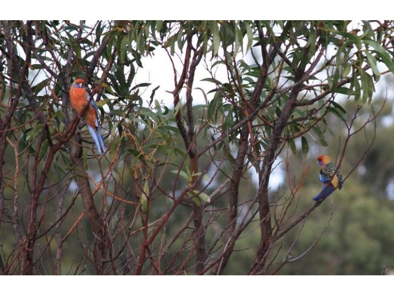 Lot 209 Harper Road, Meadows SA 5201