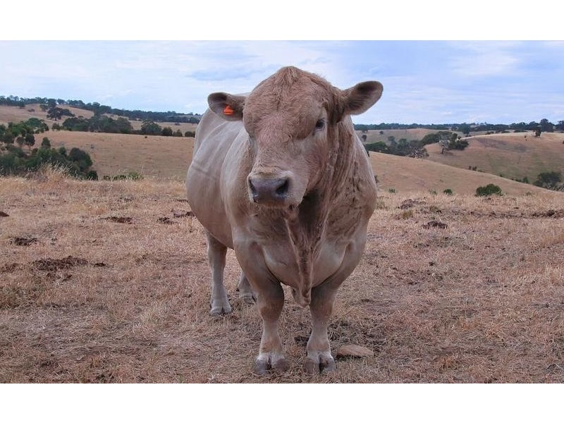 43 Mail Road, Harrogate SA 5244