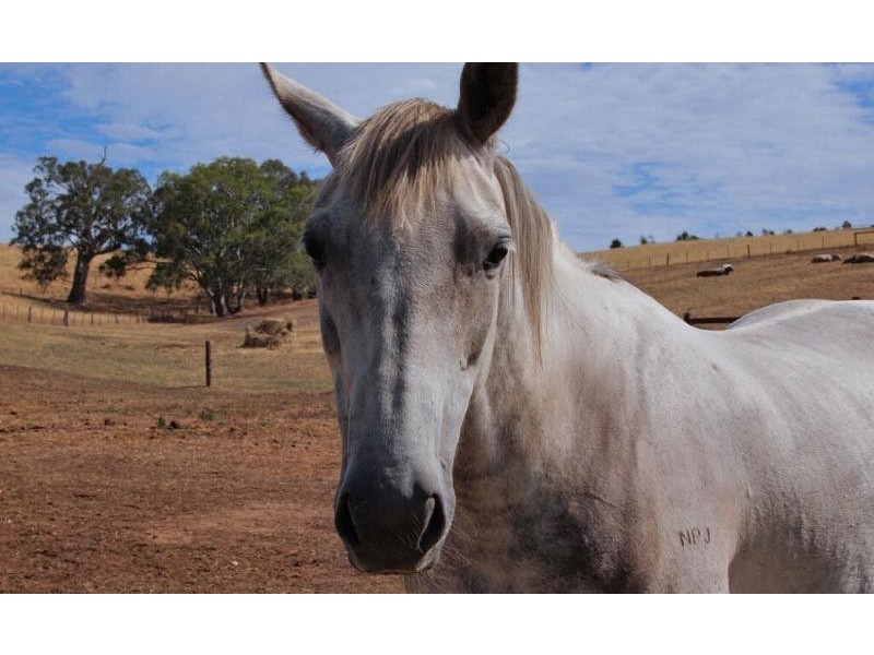 43 Mail Road, Harrogate SA 5244