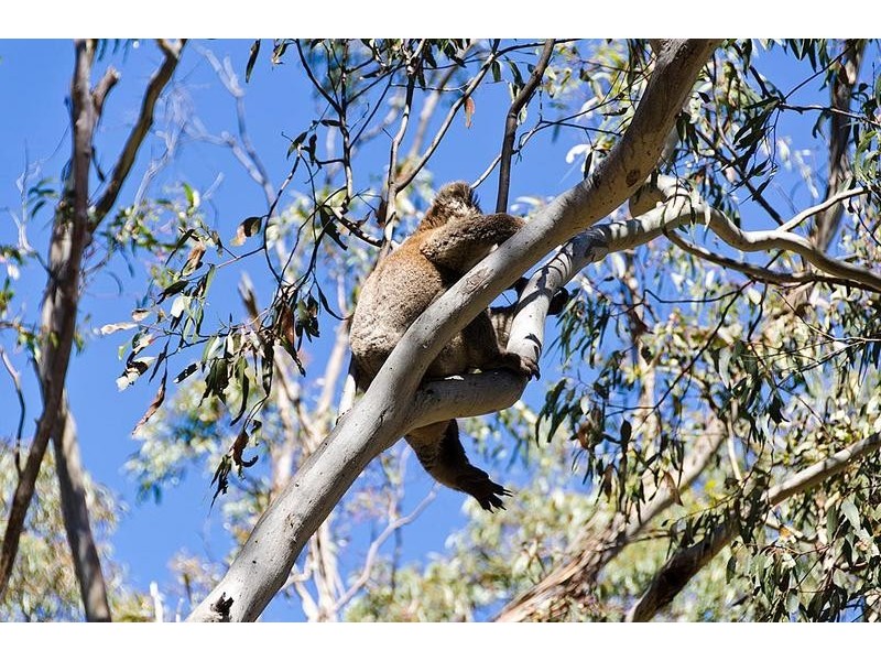 Lot 56 Charlick Road, Crafers West SA 5152