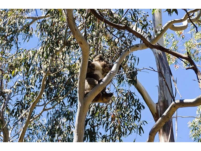 Lot 56 Charlick Road, Crafers West SA 5152