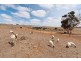 1036 Back Callington Road, Callington SA 5254