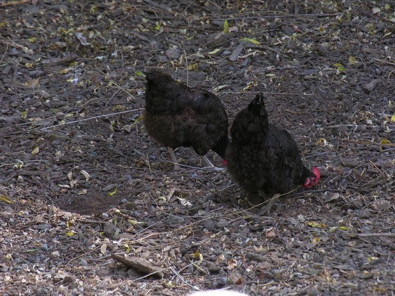 63 North Road, Nairne SA 5252