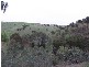 Scrubby Hill Road, Wistow SA 5251