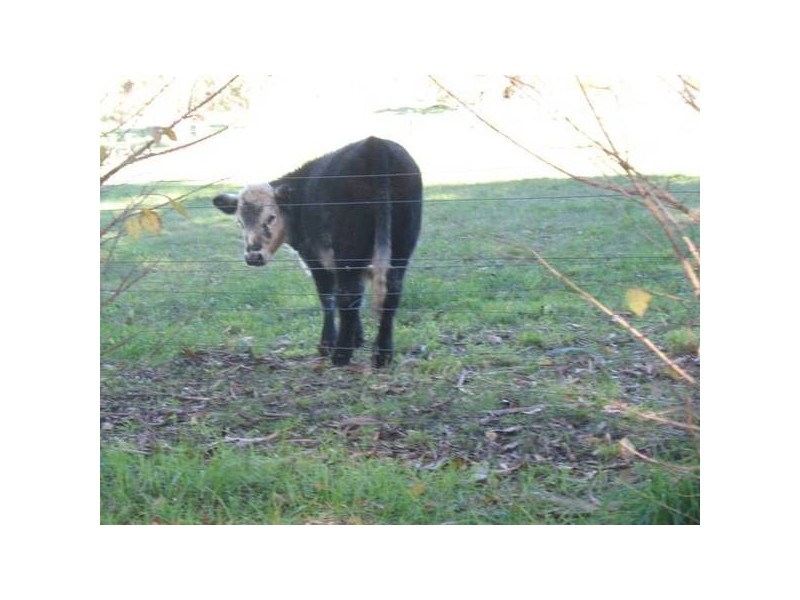 Henry Road, Littlehampton SA 5250