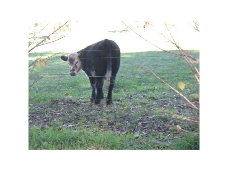 Henry Road, Littlehampton SA 5250