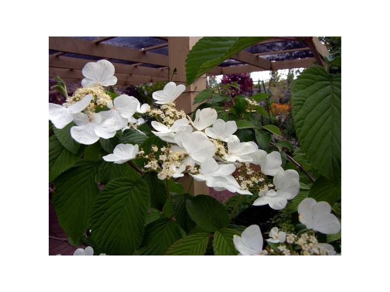 17 Donoghue Road, Mount Barker SA 5251