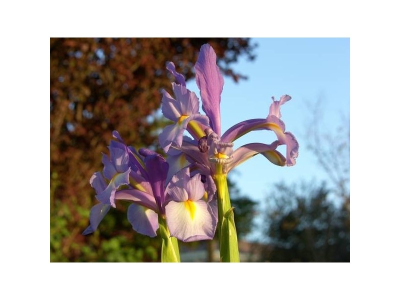 17 Donoghue Road, Mount Barker SA 5251