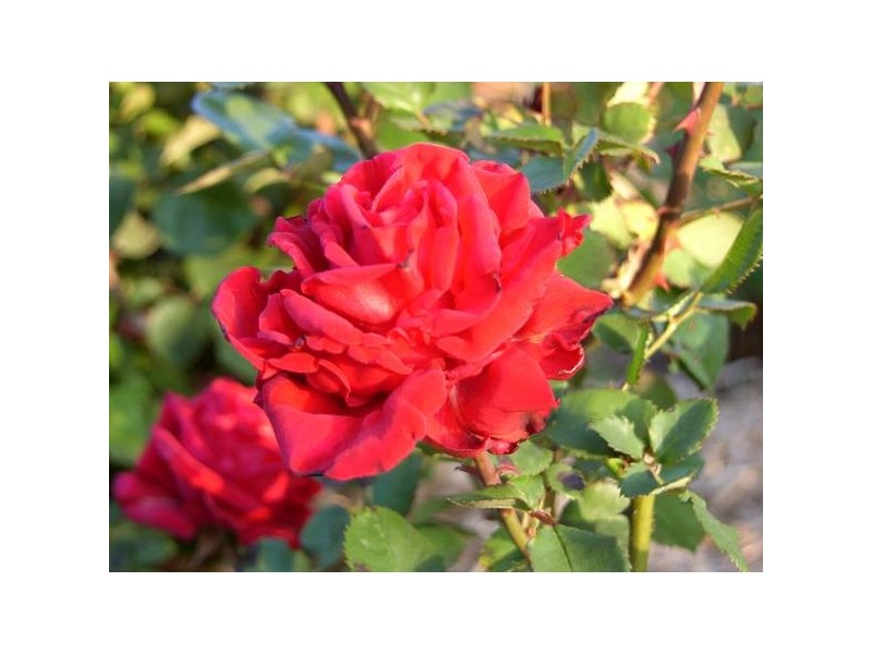 17 Donoghue Road, Mount Barker SA 5251