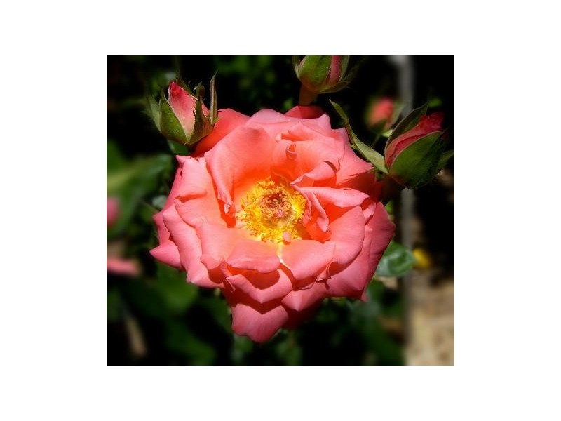 17 Hill Street, Mount Barker SA 5251