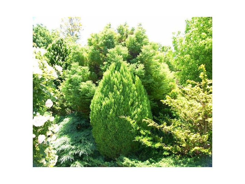 17 Hill Street, Mount Barker SA 5251