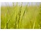 Lot 471 Frahns Farm Road, Monarto SA 5254