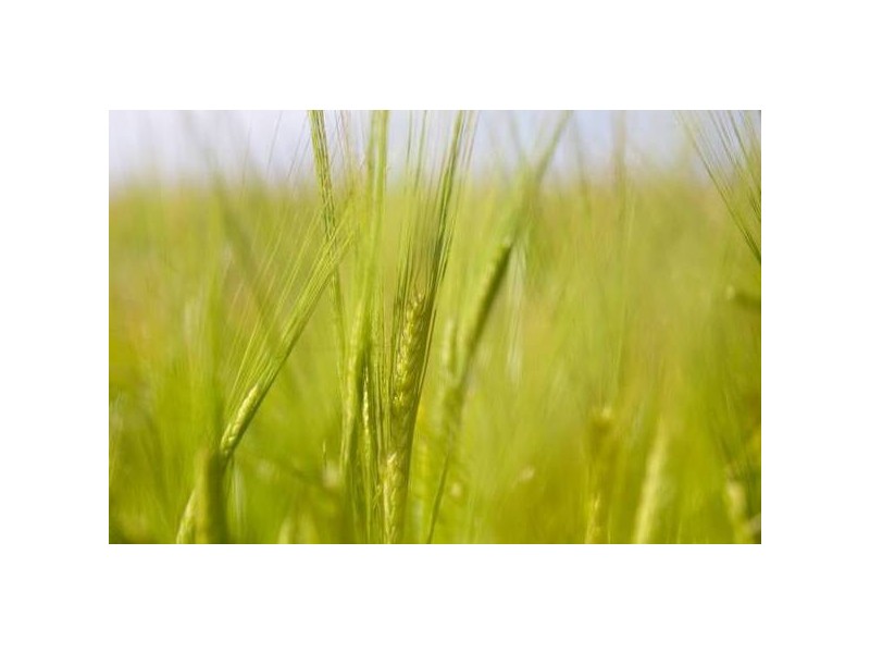 Lot 471 Frahns Farm Road, Monarto SA 5254