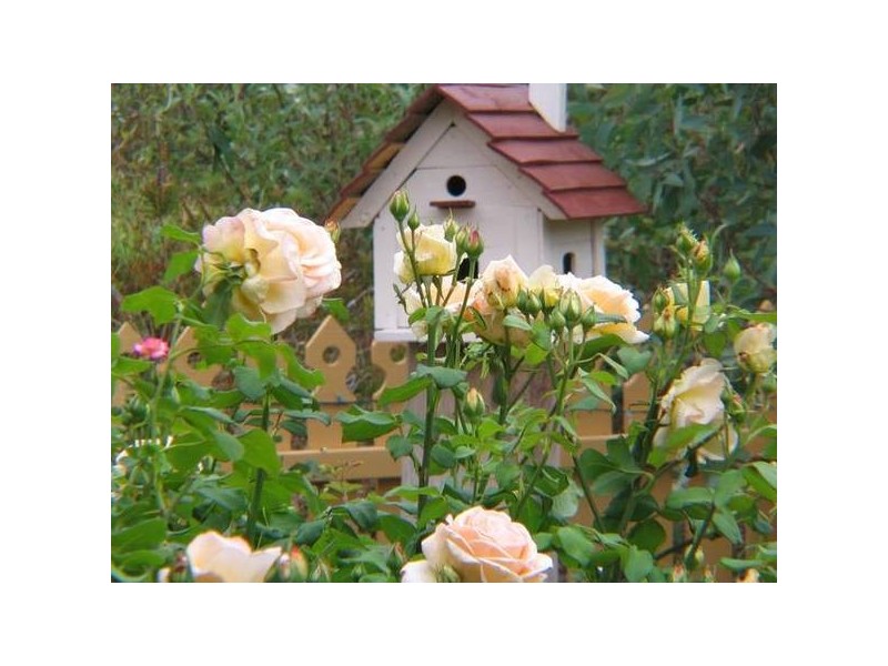 4 Devereux Street, Macclesfield SA 5153