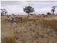 Lot 1 Bakara Well Road, Bakara SA 5354