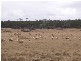 Lot 1 Bakara Well Road, Bakara SA 5354