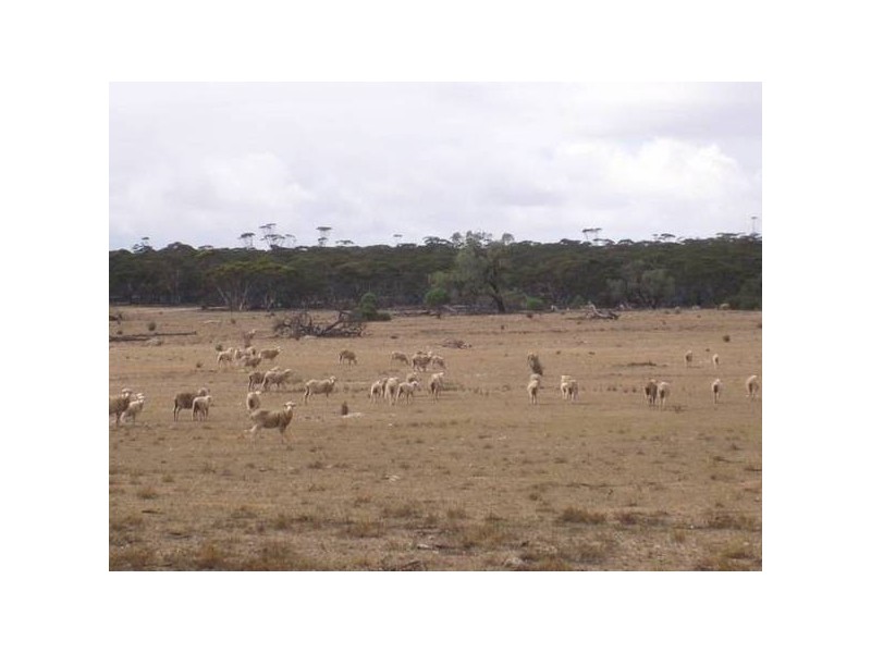 Lot 1 Bakara Well Road, Bakara SA 5354