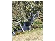 6 Schmiess Road, Dawesley SA 5252
