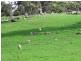 Lot 2 Gemmell Road, Gemmells SA 5255