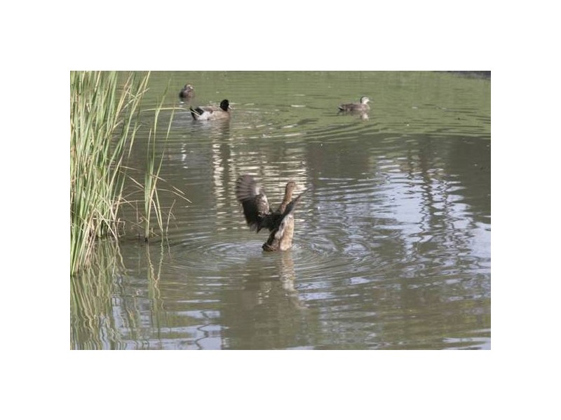 Lot 9 Clover Way, Nairne SA 5252