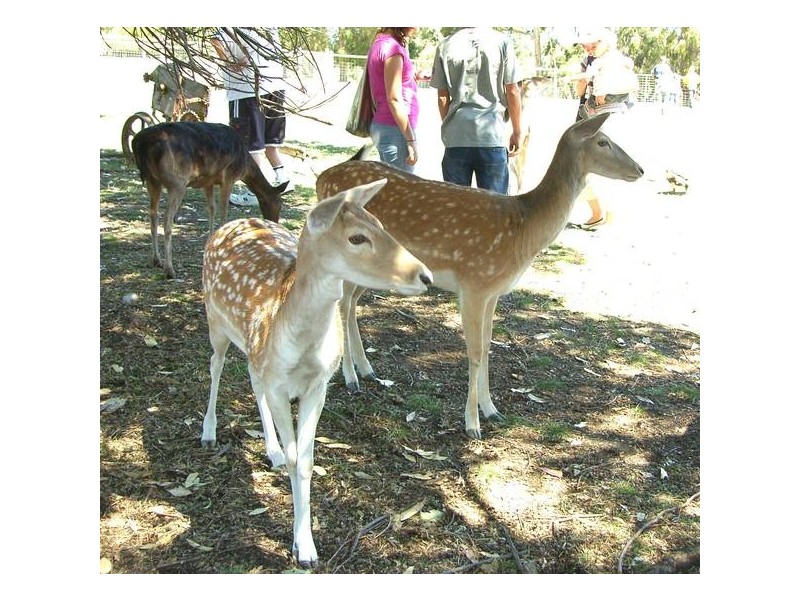 Lt 100 Mount Barker Road, Hahndorf SA 5245