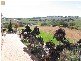 Lot 952, . Adelaide – Goolwa Road, Meadows SA 5201