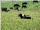 Lot 952, . Adelaide – Goolwa Road, Meadows SA 5201